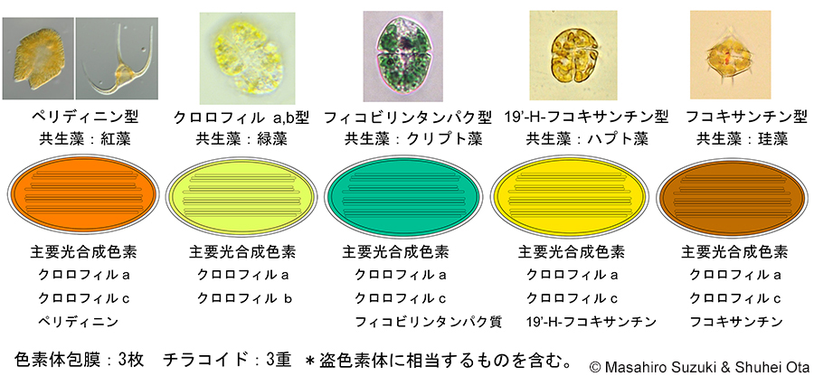 渦鞭毛藻類の色素体