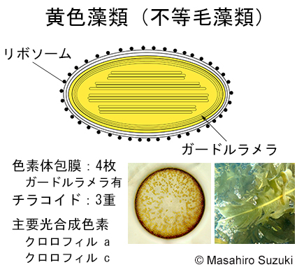 黄色藻類の色素体