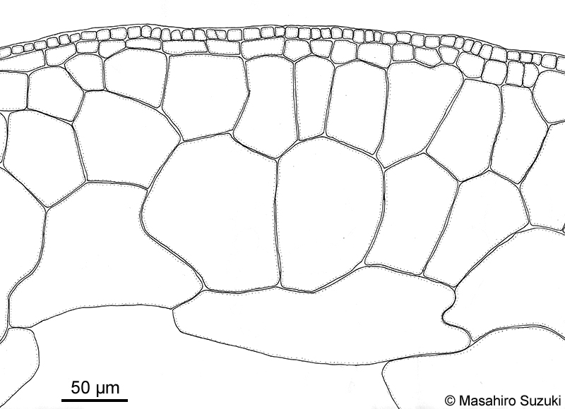 フクロノリ Colpomenia sinuosa
