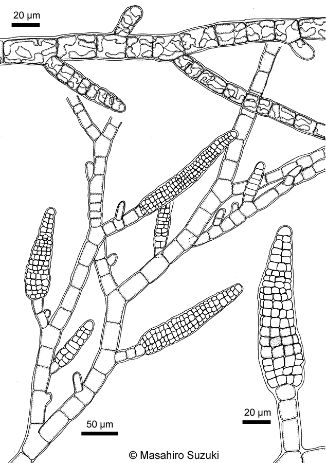 シオミドロ Ectocarpus siliculosus