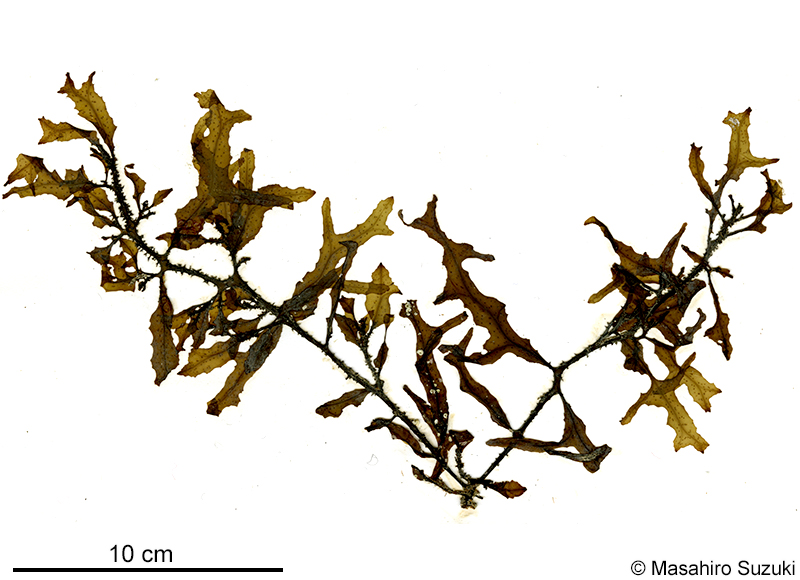 キレバモク Sargassum alternato-pinnatum
