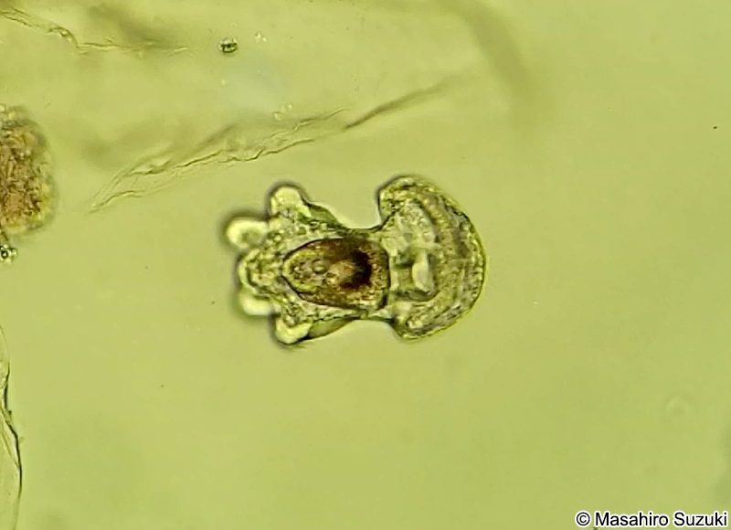 アクチノトロカ幼生 Actinotrocha larva