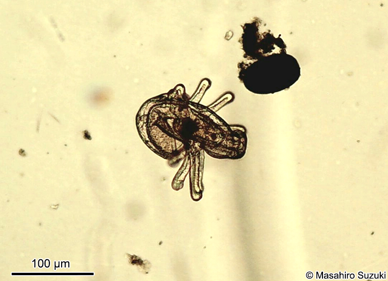 アクチノトロカ幼生 Actinotrocha larva