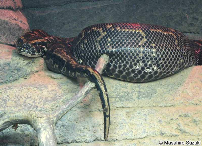 アフリカニシキヘビ Python sebae