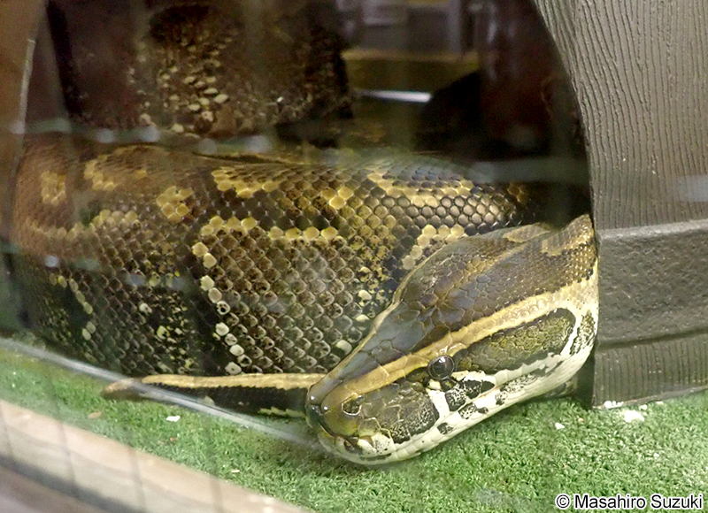 アフリカニシキヘビ Python sebae