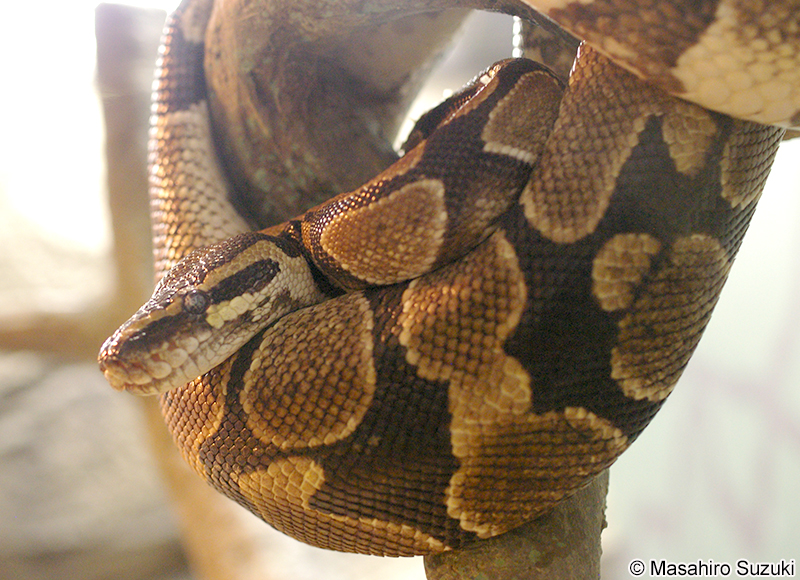 ボールニシキヘビ Python regius