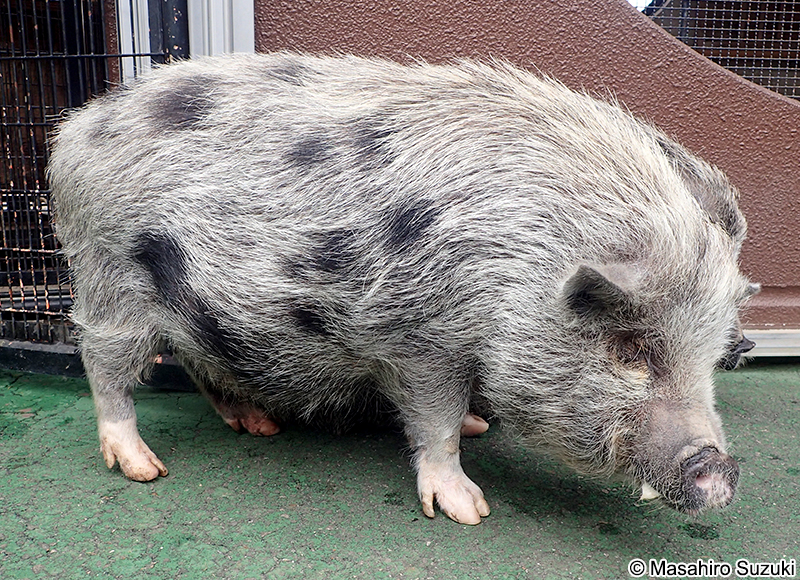 ポットベリー pot-bellied pig