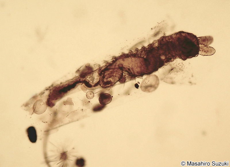 フサゴカイ科の幼生 Larva of Terebellidae