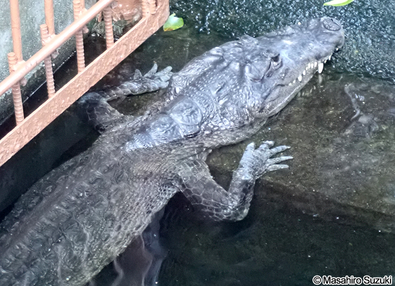 グアテマラワニ Crocodylus moreletii