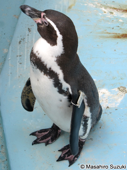 フンボルトペンギン Spheniscus humboldti