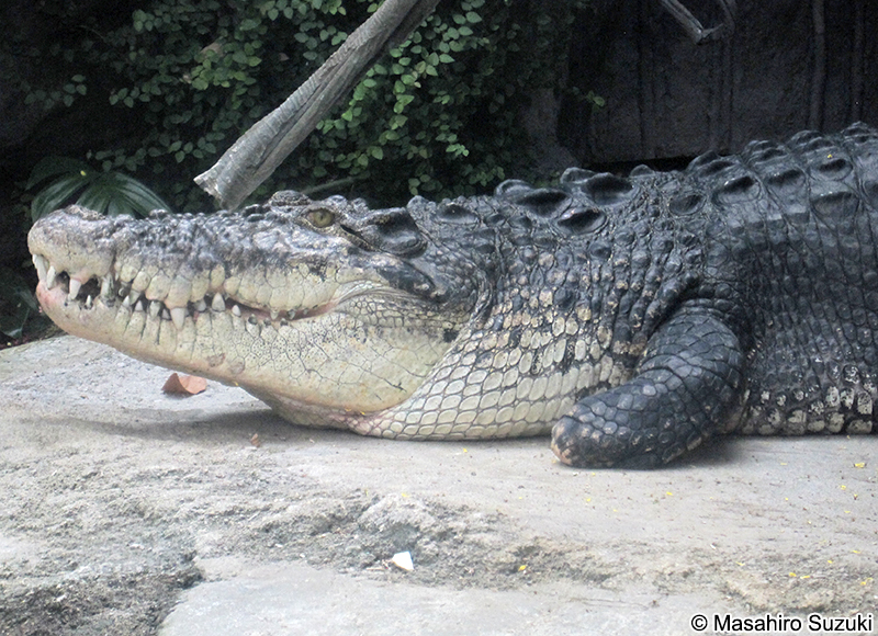 イリエワニ Crocodylus porosus