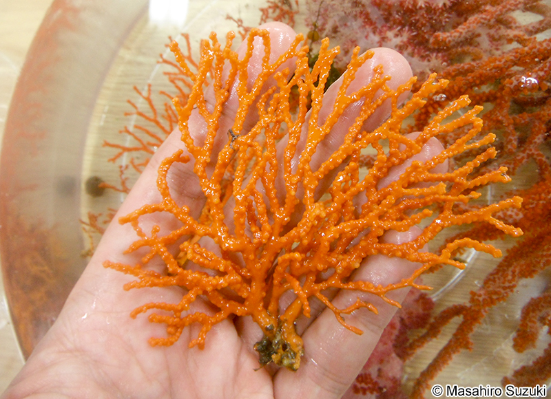 イソバナ 珊瑚 と は