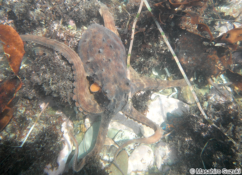 マダコ Octopus sinensis