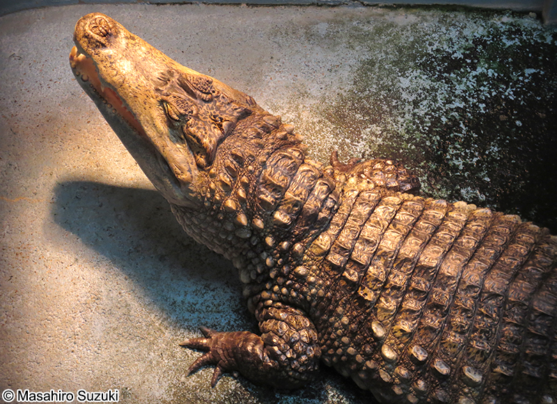 メガネカイマン Caiman crocodilus