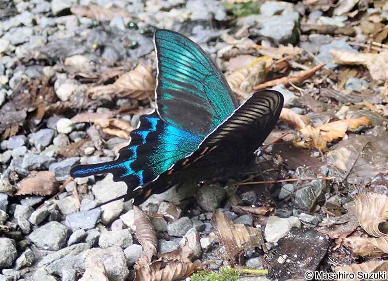 ミヤマカラスアゲハ Papilio maackii