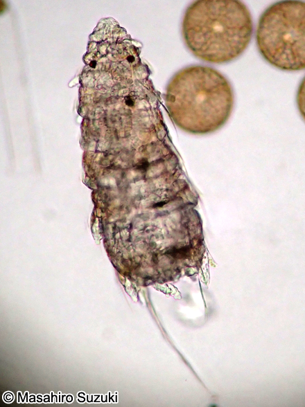 多毛類のネクトケータ幼生 Nectochaeta larva