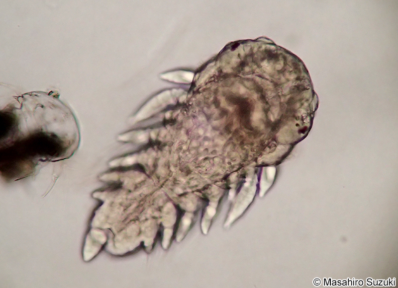 ウロコムシ科のネクトケータ幼生 Nectochaeta larva