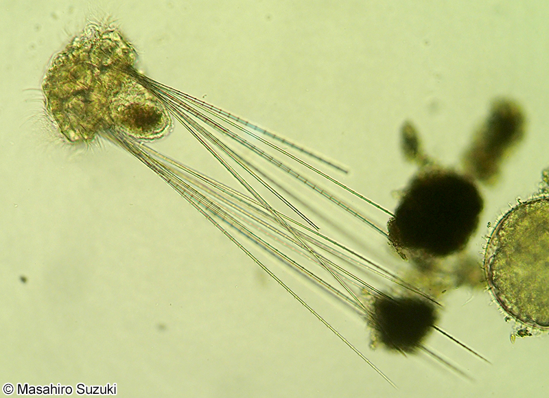 ケヤリムシ科のネクトケータ幼生 Nectochaeta larva