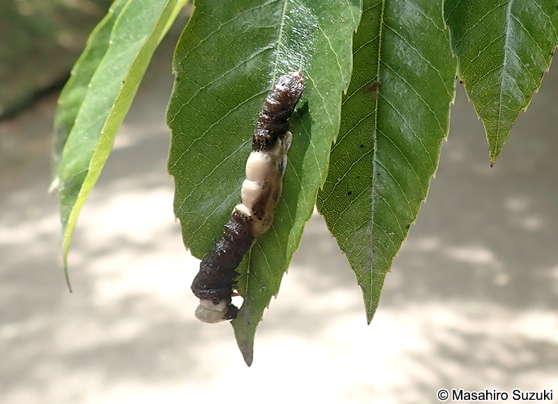 スカシカギバの幼虫