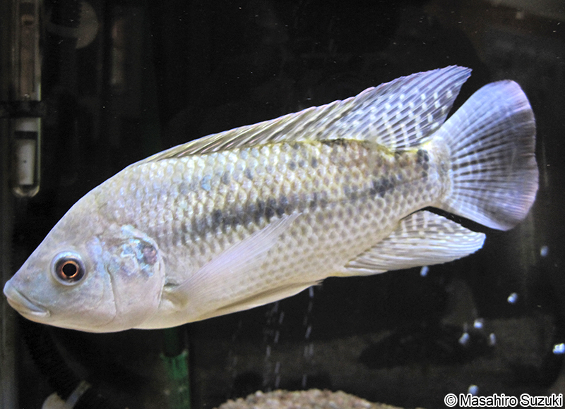 ナイルティラピア Oreochromis niloticus