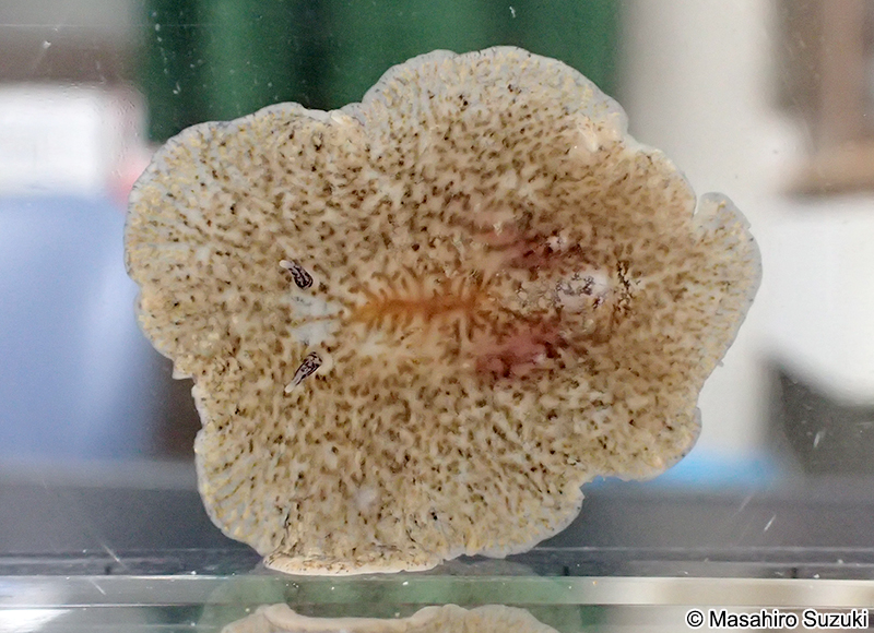 ツノヒラムシ Planocera reticulata