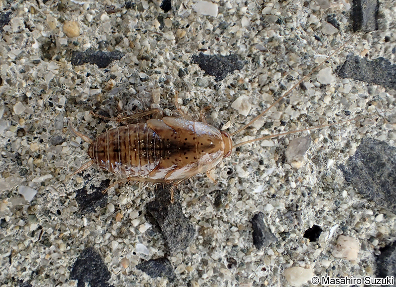 ウスヒラタゴキブリ Onychostylus pallidiolus pallidiolus
