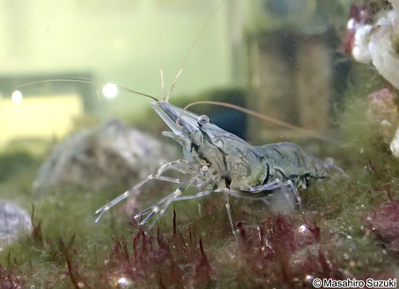 ユビナガスジエビ Palaemon macrodactylus