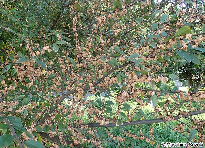アキニレ Ulmus parvifolia