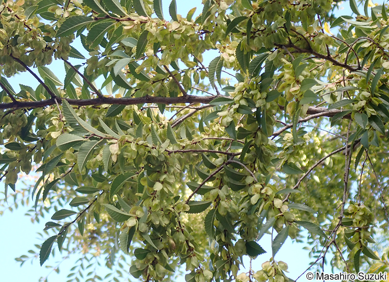 アキニレ Ulmus parvifolia