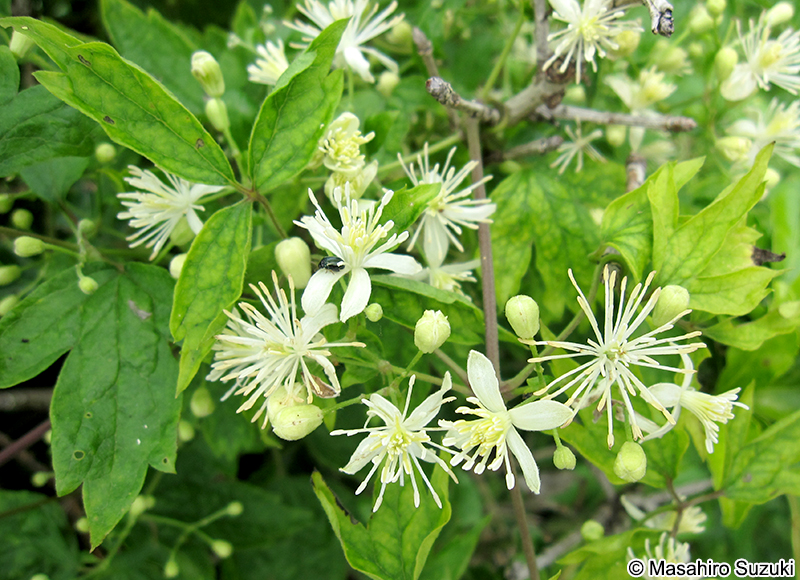 ボタンヅル Clematis apiifolia