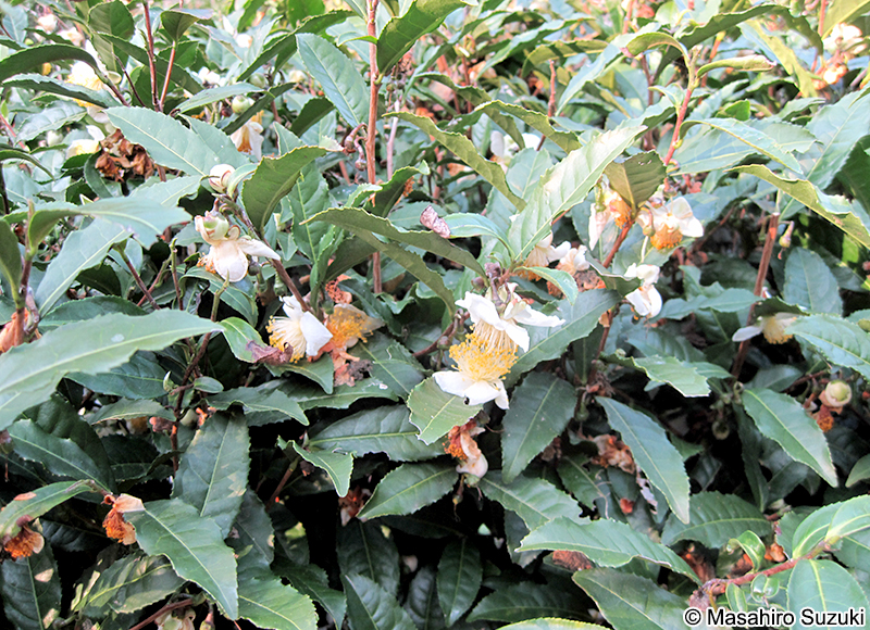 チャノキ Camellia sinensis