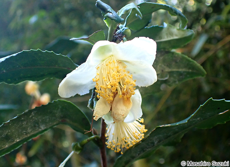 チャノキ Camellia sinensis