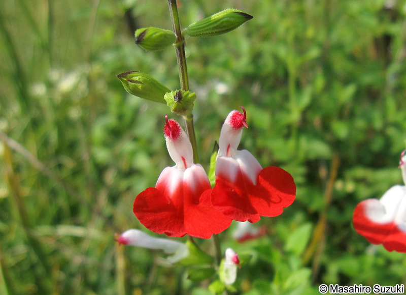 チェリーセージ Salvia microphylla