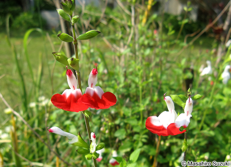 チェリーセージ Salvia microphylla