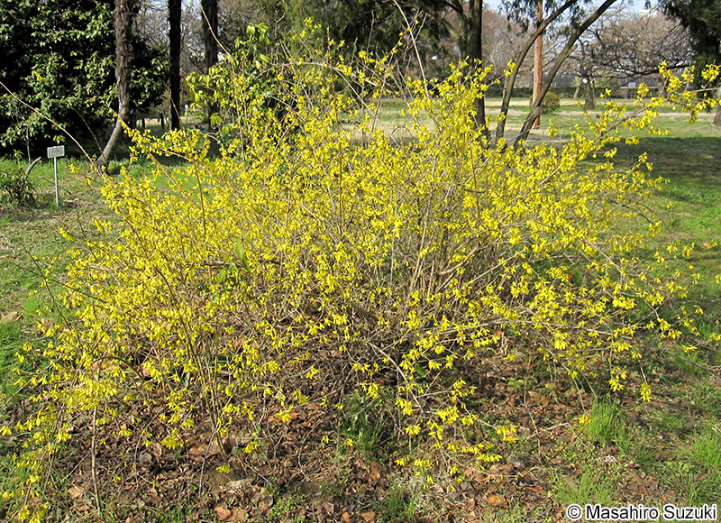 チョウセンレンギョウ Forsythia viridissima var. koreana