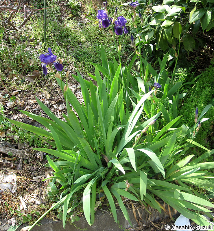 ドイツアヤメ（ジャーマンアイリス） Iris germanica