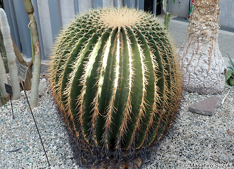 キンシャチ（金鯱） Echinocactus grusonii