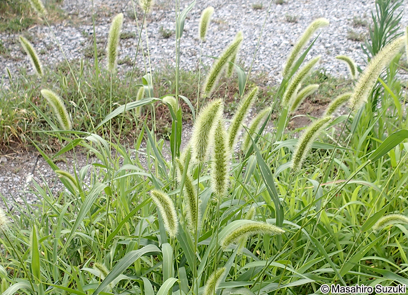 エノコログサ Setaria viridis