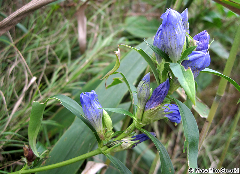 エゾリンドウ Gentiana triflora var. japonica