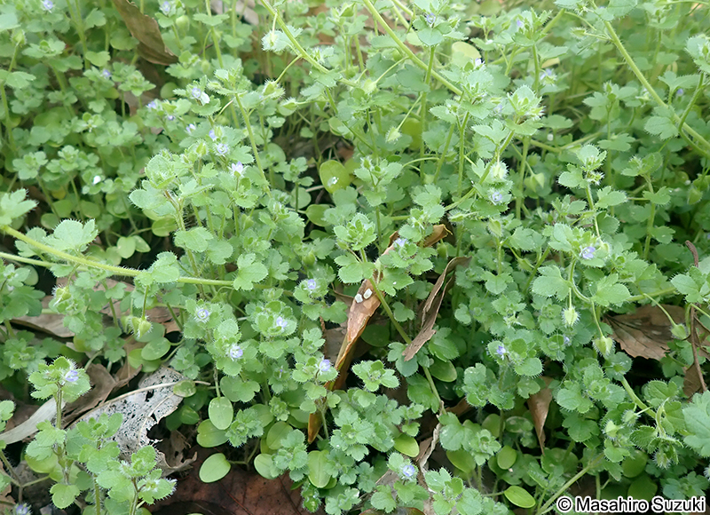 フラサバソウ Veronica hederifolia