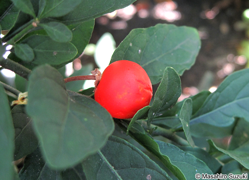 タマサンゴ（フユサンゴ） Solanum pseudocapsicum
