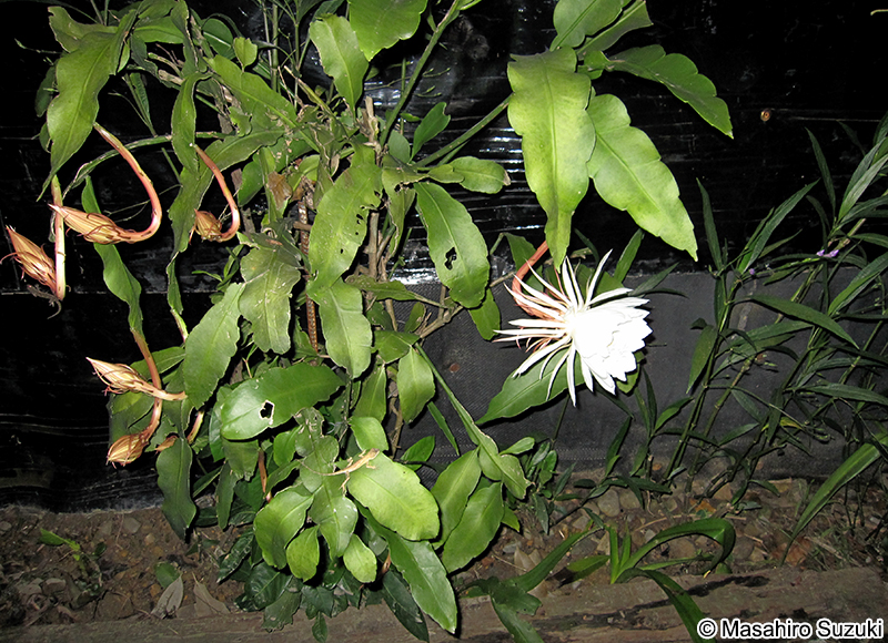 ゲッカビジン Epiphyllum oxypetalum