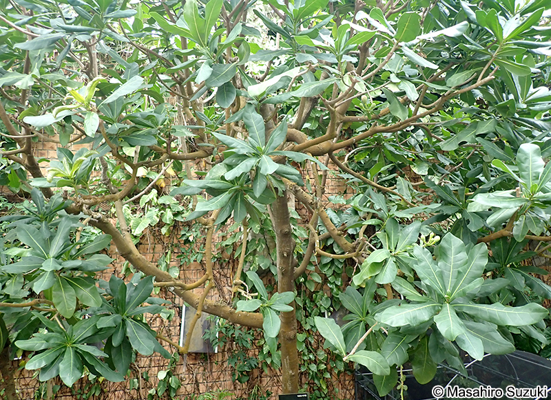 ゴバンノアシ Barringtonia asiatica
