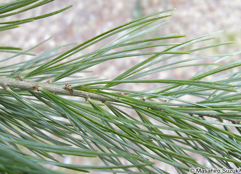 ゴヨウマツ Pinus parviflora