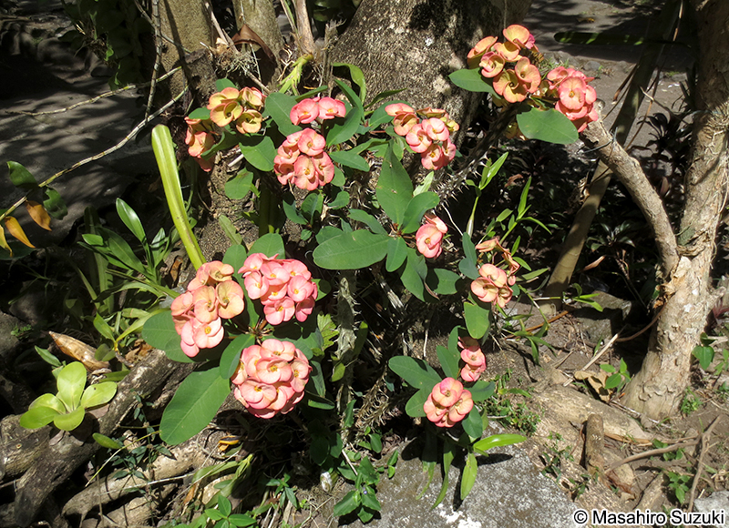 ハナキリン Euphorbia milii var. splendens