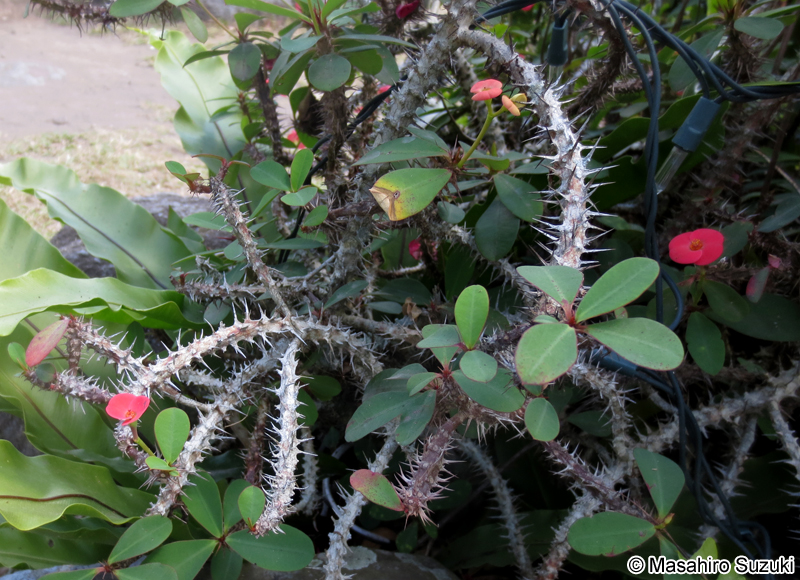 ハナキリン Euphorbia milii var. splendens