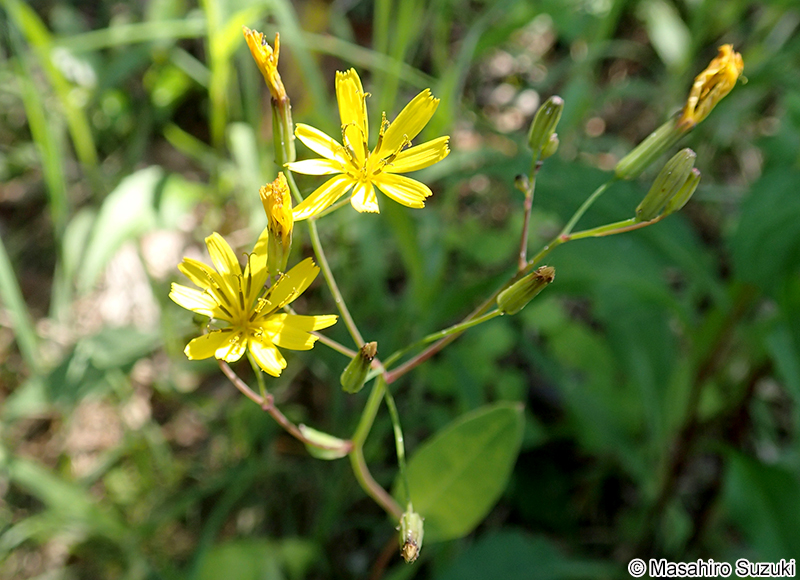 ハナニガナ Ixeridium dentatum f. amplifolium