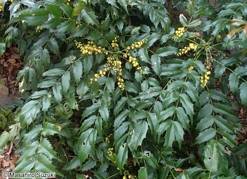 ヒイラギナンテン Berberis japonica