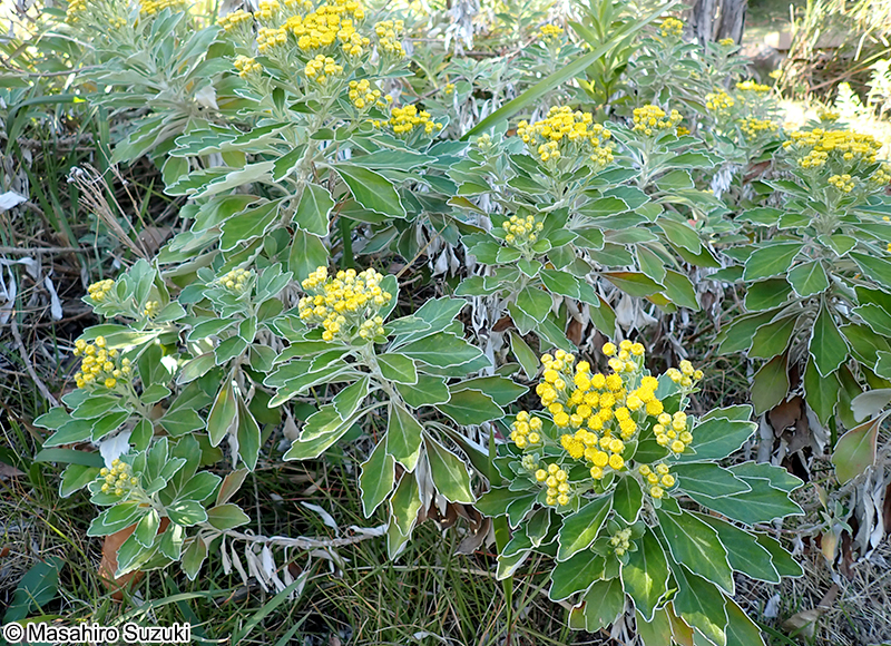 イソギク Chrysanthemum pacificum