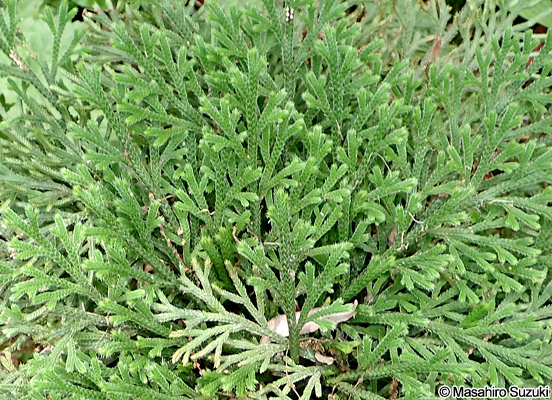 イワヒバ Selaginella tamariscina